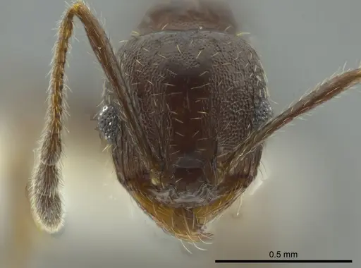 Pheidole coracina specimen JTLC000016348 image jtlc000016348_2