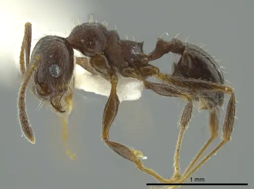 Pheidole coracina specimen JTLC000016348 image jtlc000016348_3