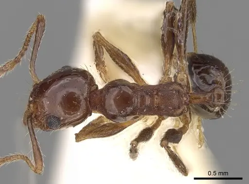 Pheidole cordiceps specimen CASENT0281739 image casent0281739_1