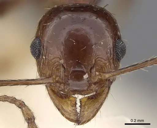 Pheidole cordiceps specimen CASENT0281739 image casent0281739_2