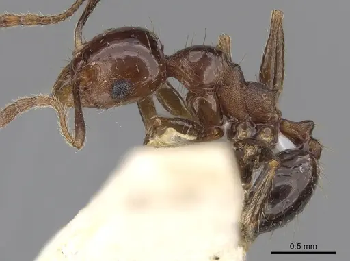 Pheidole cordiceps specimen CASENT0281739 image casent0281739_3