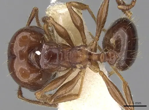 Pheidole cordiceps specimen CASENT0281740 image casent0281740_1