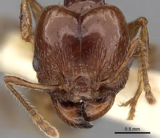 Pheidole cordiceps specimen CASENT0281740 image casent0281740_2