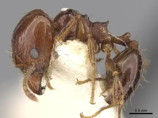 Pheidole cordiceps specimen CASENT0281740 image casent0281740_3