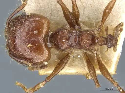 Pheidole cordiceps specimen CASENT0904386 image casent0904386_1