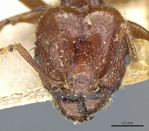 Pheidole cordiceps specimen CASENT0904386 image casent0904386_2