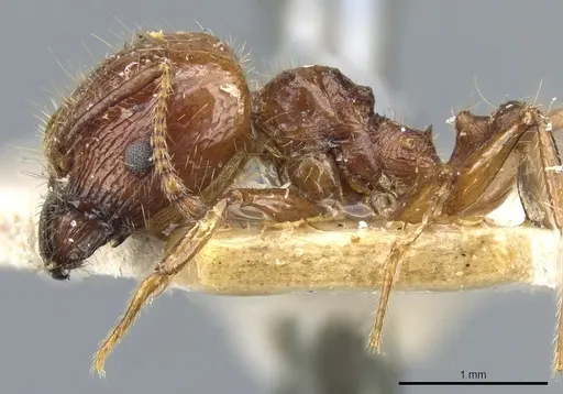Pheidole cordiceps specimen CASENT0904386 image casent0904386_3