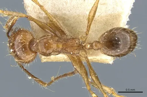 Pheidole cordiceps specimen CASENT0904387 image casent0904387_1