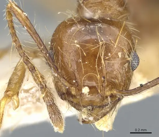 Pheidole cordiceps specimen CASENT0904387 image casent0904387_2