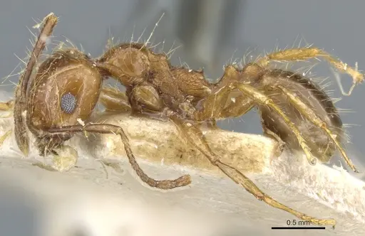 Pheidole cordiceps specimen CASENT0904387 image casent0904387_3