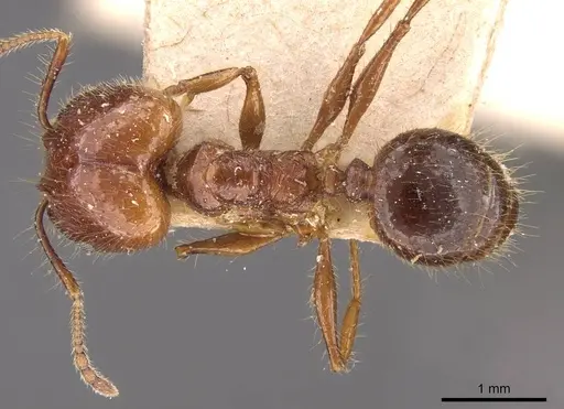 Pheidole cordiceps specimen CASENT0908128 image casent0908128_1