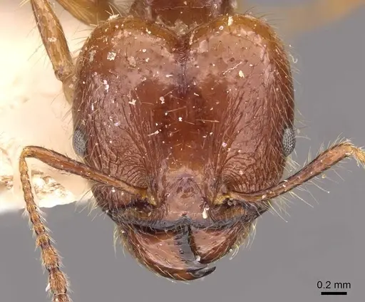 Pheidole cordiceps specimen CASENT0908128 image casent0908128_2