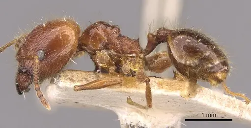 Pheidole cordiceps specimen CASENT0908128 image casent0908128_3