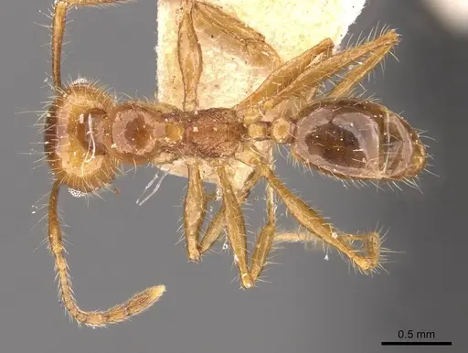 Pheidole cordiceps specimen CASENT0908129 image casent0908129_1
