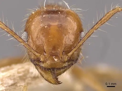 Pheidole cordiceps specimen CASENT0908129 image casent0908129_2