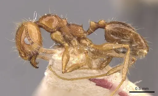 Pheidole cordiceps specimen CASENT0908129 image casent0908129_3