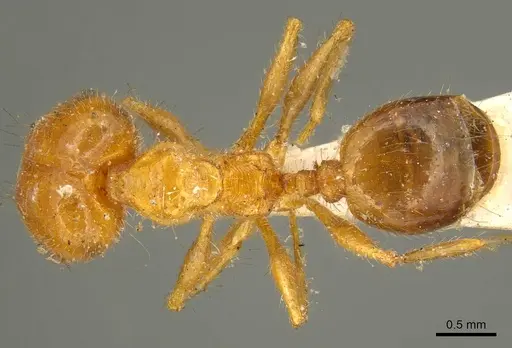 Pheidole cordiceps specimen CASENT0916055 image casent0916055_1
