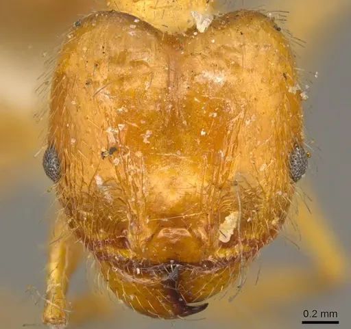 Pheidole cordiceps specimen CASENT0916055 image casent0916055_2