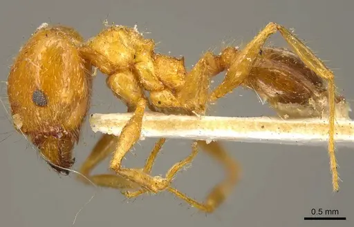 Pheidole cordiceps specimen CASENT0916055 image casent0916055_3