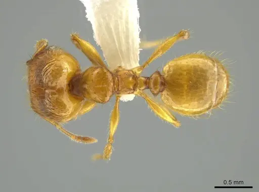 Pheidole corniclypeus specimen CASENT0623849 image casent0623849_1
