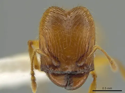Pheidole corniclypeus specimen CASENT0623849 image casent0623849_2