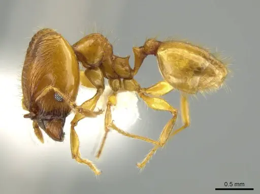 Pheidole corniclypeus specimen CASENT0623849 image casent0623849_3