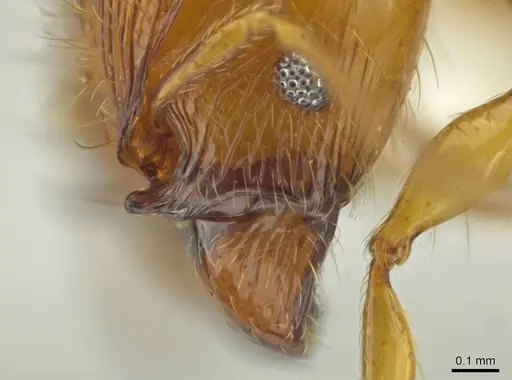 Pheidole corniclypeus specimen CASENT0623849 image casent0623849_4