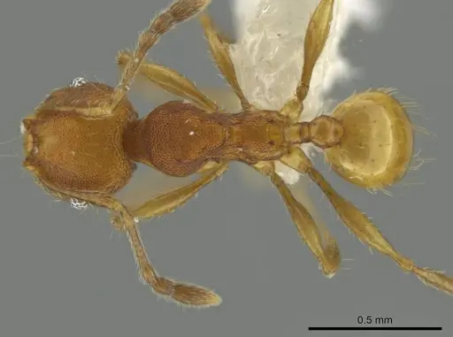 Pheidole corniclypeus specimen CASENT0623852 image casent0623852_1