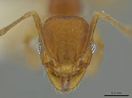 Pheidole corniclypeus specimen CASENT0623852 image casent0623852_2