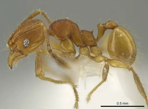 Pheidole corniclypeus specimen CASENT0623852 image casent0623852_3