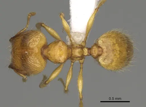 Pheidole corniclypeus specimen CASENT0624374 image casent0624374_1