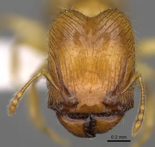 Pheidole corniclypeus specimen CASENT0624374 image casent0624374_2