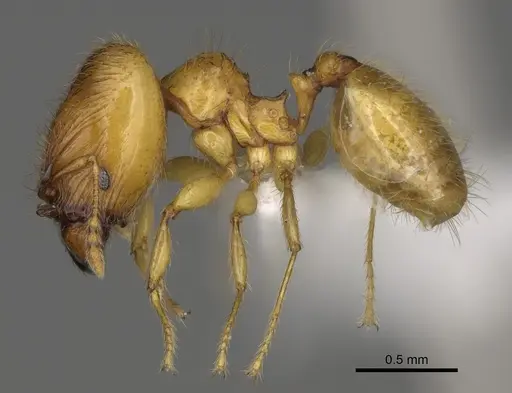 Pheidole corniclypeus specimen CASENT0624374 image casent0624374_3