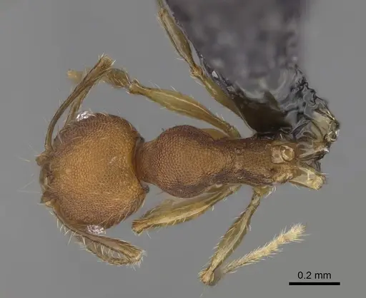 Pheidole corniclypeus specimen CASENT0636588 image casent0636588_1