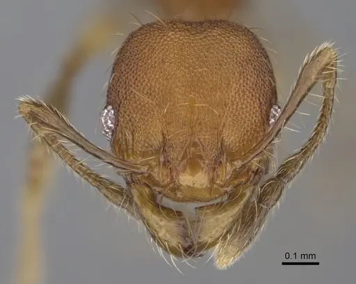 Pheidole corniclypeus specimen CASENT0636588 image casent0636588_2