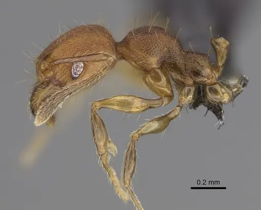 Pheidole corniclypeus specimen CASENT0636588 image casent0636588_3