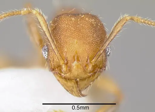 Pheidole corniclypeus specimen INB0003694924 image inb0003694924_1