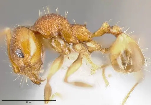 Pheidole corniclypeus specimen INB0003694924 image inb0003694924_2
