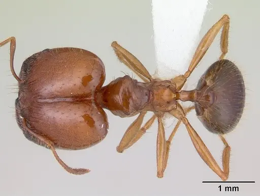 Pheidole cornicula specimen CASENT0178012 image casent0178012_1