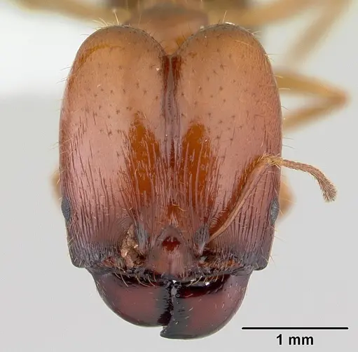 Pheidole cornicula specimen CASENT0178012 image casent0178012_2