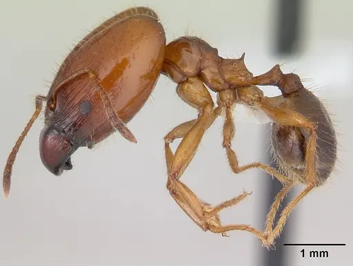 Pheidole cornicula specimen CASENT0178012 image casent0178012_3
