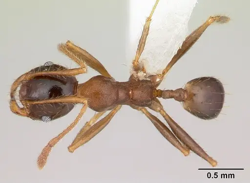 Pheidole cornicula specimen CASENT0178013 image casent0178013_1