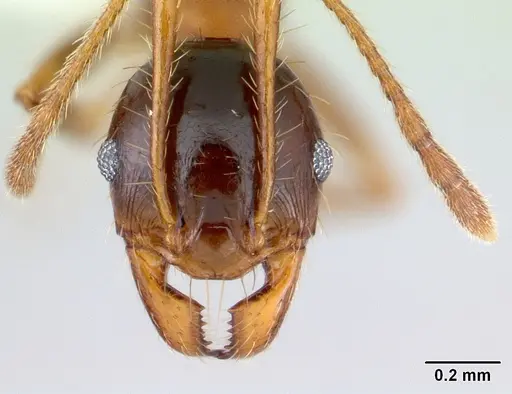 Pheidole cornicula specimen CASENT0178013 image casent0178013_2