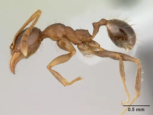 Pheidole cornicula specimen CASENT0178013 image casent0178013_3