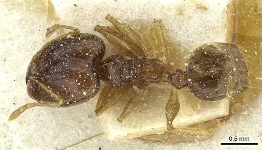 Pheidole corticicola specimen CASENT0913294 image casent0913294_1
