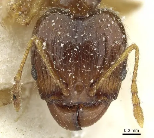 Pheidole corticicola specimen CASENT0913294 image casent0913294_2