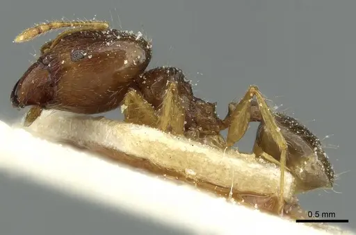 Pheidole corticicola specimen CASENT0913294 image casent0913294_3