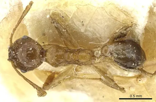 Pheidole corticicola specimen CASENT0913295 image casent0913295_1