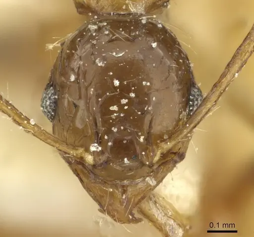 Pheidole corticicola specimen CASENT0913295 image casent0913295_2