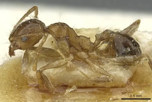 Pheidole corticicola specimen CASENT0913295 image casent0913295_3
